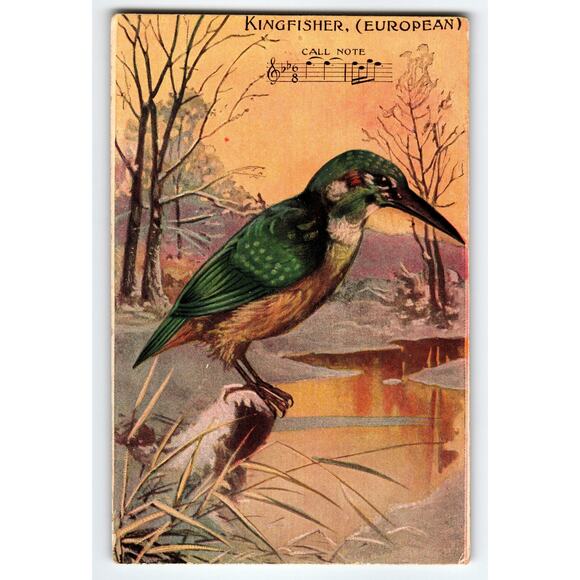 Vintage European Kingfisher Bird Lithograph Postcard with Call Note - Picture 1 of 2